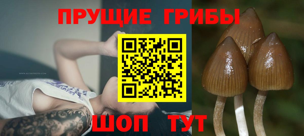 Псилоцибиновые грибы Cubensis  Вход с VPN  Шали 